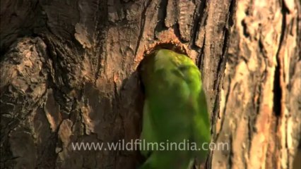 Large Green Barbet-delhi-2