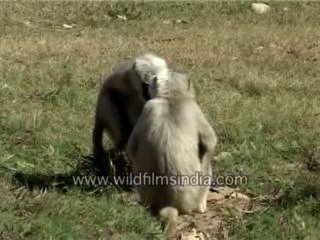 Lunch time  Langur-MPEG-4 800Kbps