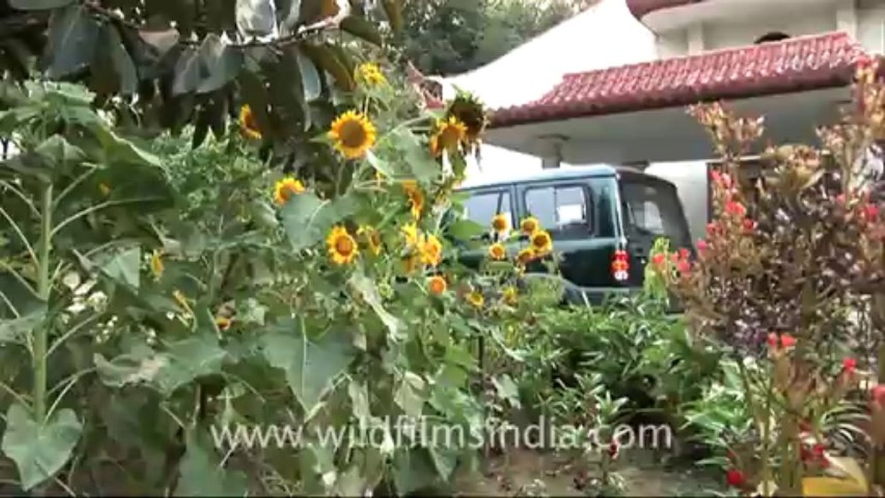 Mango-hdv-125