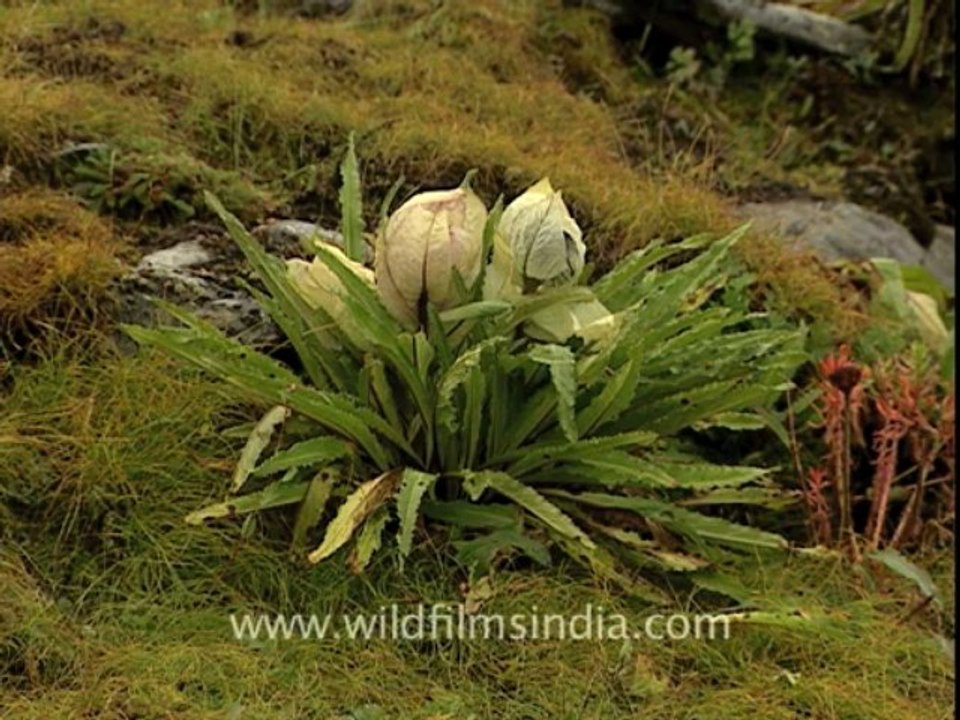 Nanda devi-Brahma Kamal..