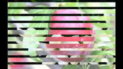 ARMAND BASI Lovely Blossom Άρωμα EDT Σπρέυ