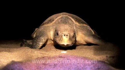 Olive Ridley Turtle-511-6
