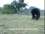 Panna national park-Sloth bear-6