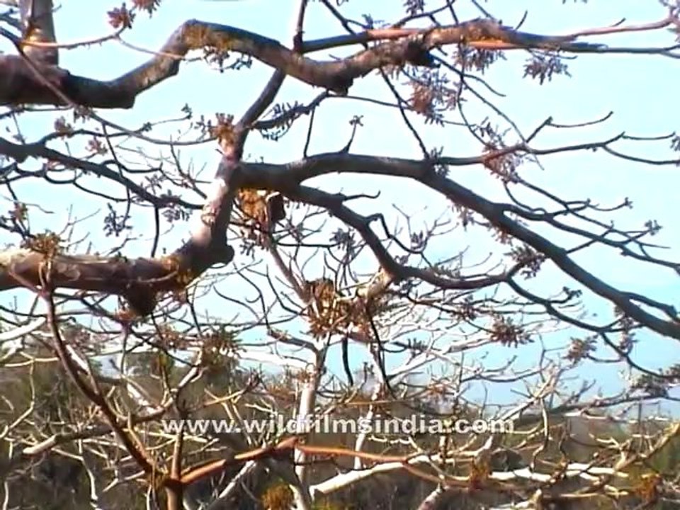 Panna-leopard fighting-mdv-428-4