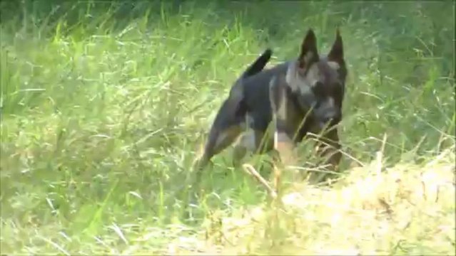 Nouveaux chiens de l'élevage