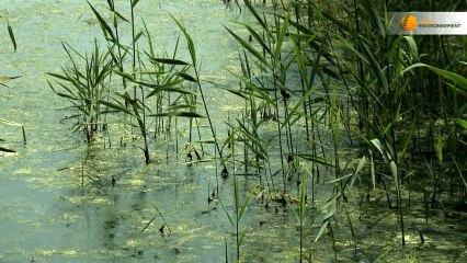 Zones humides artificielles : une solution contre les micropolluants ?