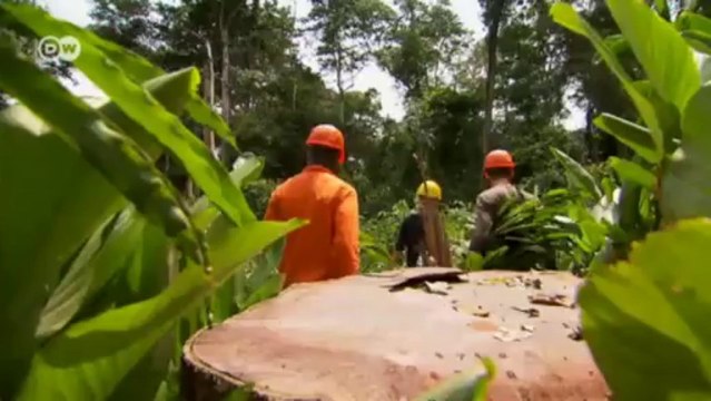 Ciencia mediombiental - Sostenibilidad en la selva tropical | Visión futuro