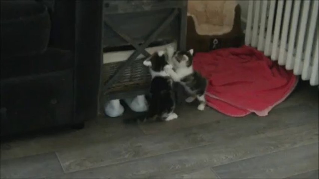 Les chatons de Fanny