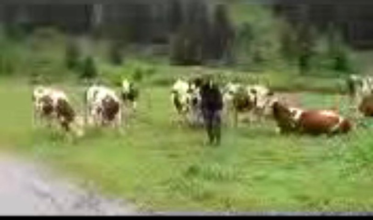 mimi et bouse de vaches