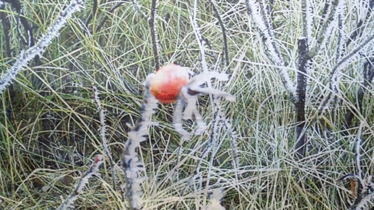 Spiekeroog im Winter 2002