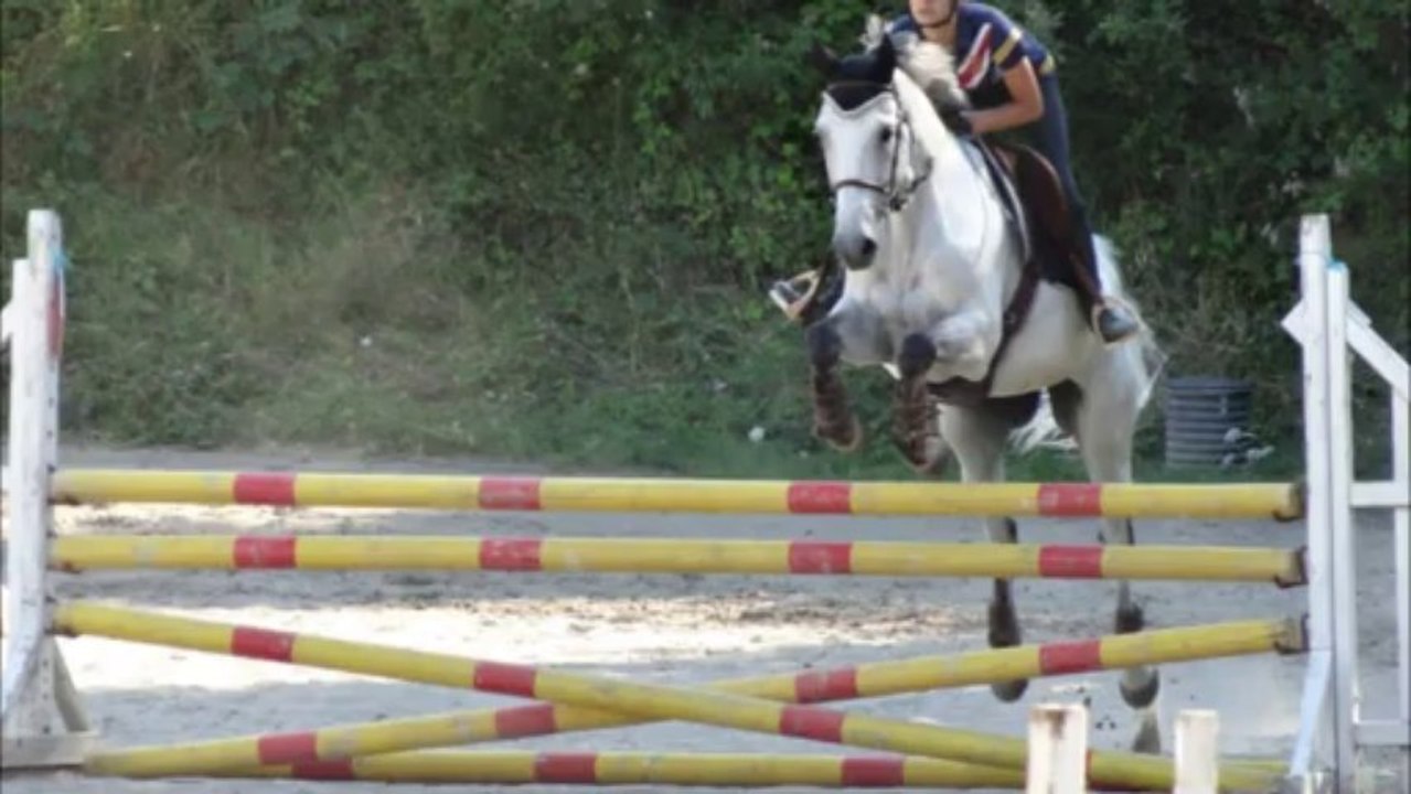 Petit cheval , tu deviendras grand !