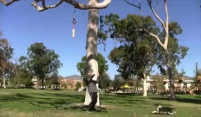 Okos kutya – level 99