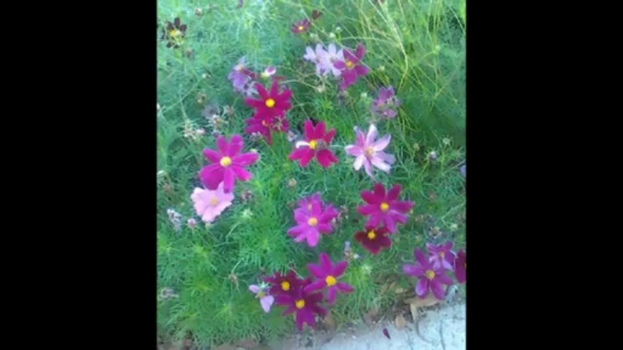 Ocean Bleu Worlds Apart  Cal Cooper