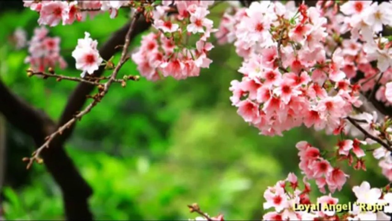 Tere Bina Tere Bina Dil Naiyo Lagda