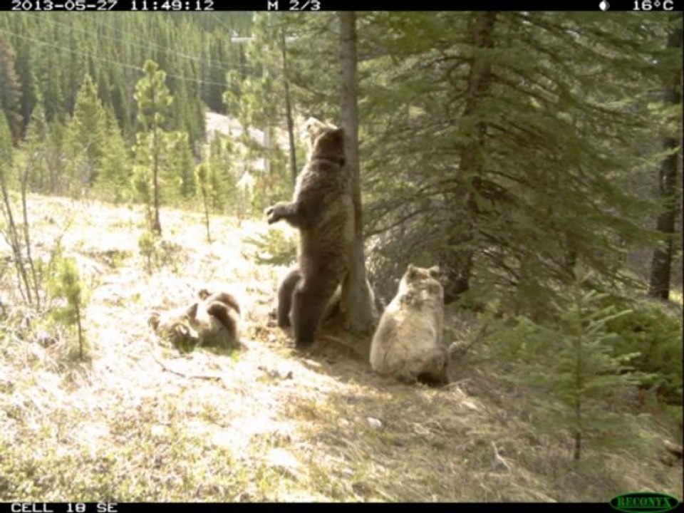 Des ours amoureux d'un arbre