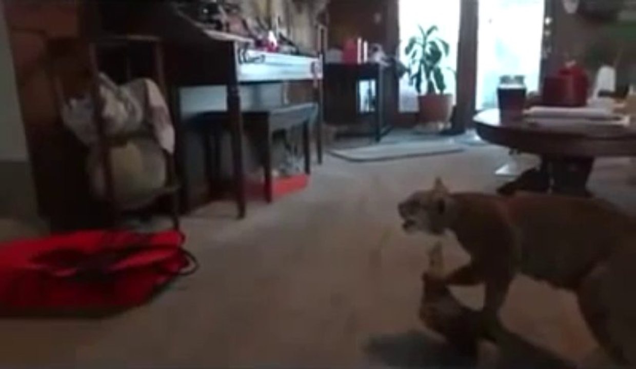 Chat qui a peur d'un tigre empaillé