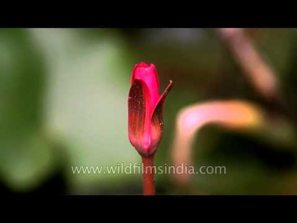 The pink-flowered Nymphaea nouchali