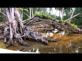 Unexplored forests of the Andaman & Nicobar islands