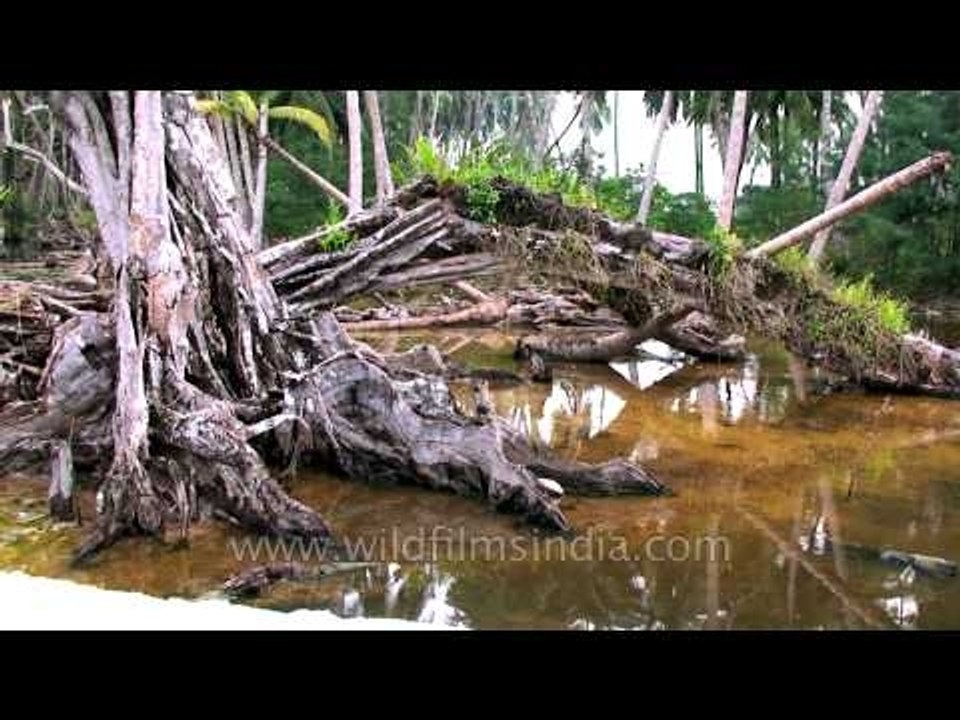 Unexplored forests of the Andaman & Nicobar islands