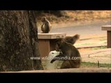 A monkey trying to drink water from the plastic container: Mughal garden, Rashtrapati Bhawan