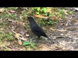 Blue Whistling Thrush in the Indian Himalaya