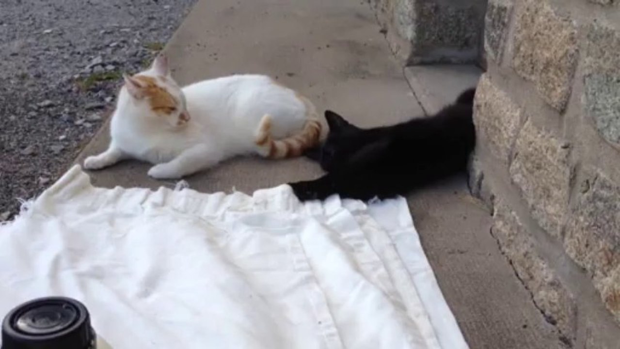 Silk et jasper - ou comment un petit être peut être aussi pénible pour ses congénères