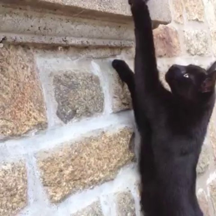 Et voilà une nouvelle proie pour Silk il s'était pourtant mis en hauteur pour être tranquille..