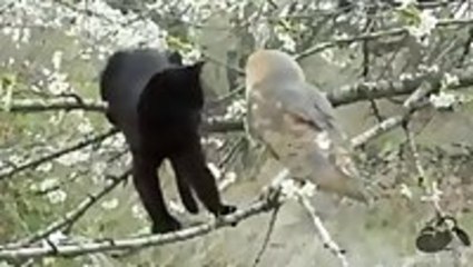 Cat And Owl Are Best Friends