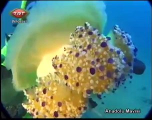 Anadolu Mavisi 7 Bölüm TRT Belgesel
