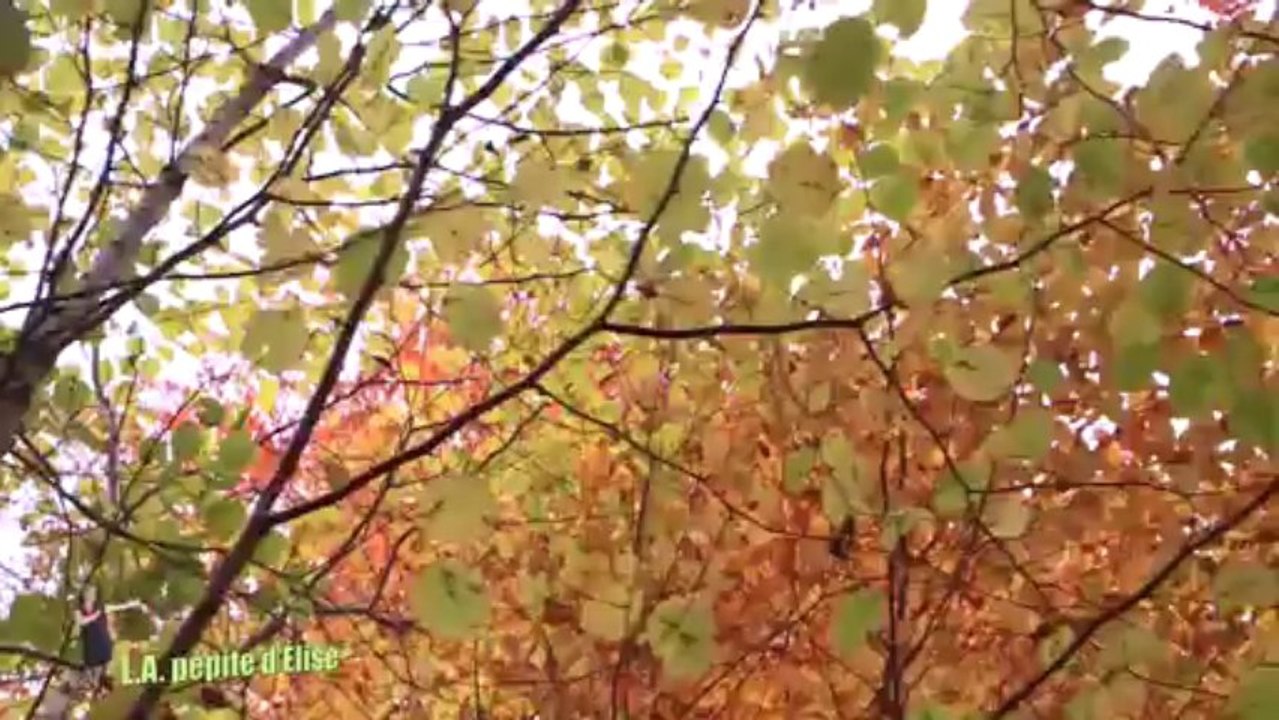 L.A pépite d'Elise en forêt du Gâvre