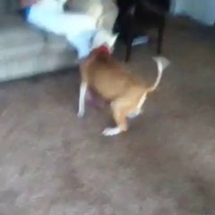 Dog going crazy