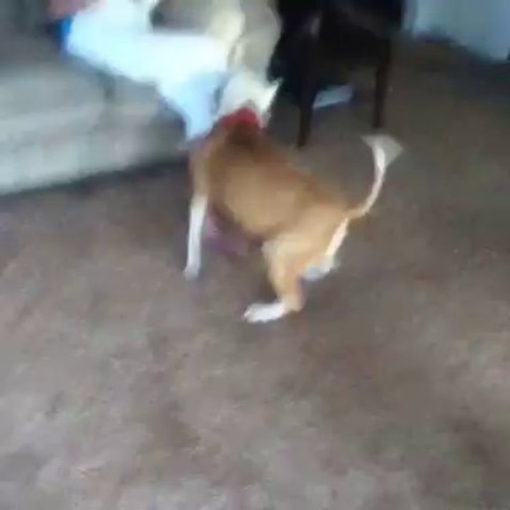 Dog going crazy
