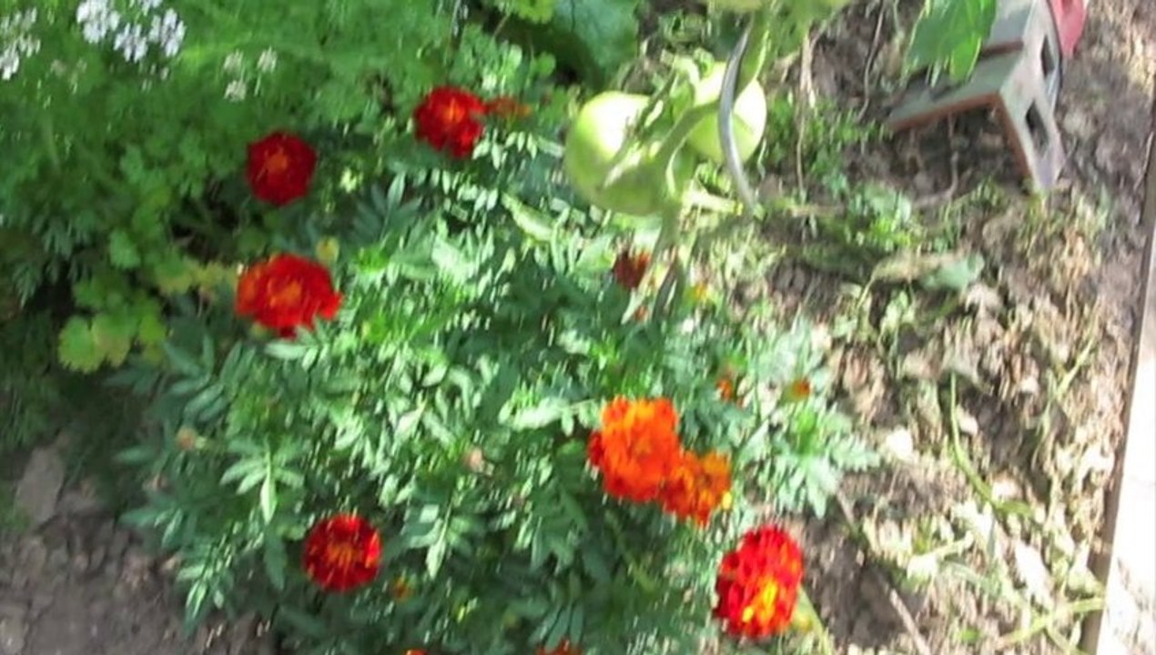 Jardinage : la coriandre et les oeillets d'Inde, de sacrés alliés