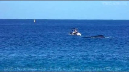 Baleine-Baleineau-Boucan : la vision 3B par excellence !