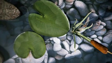 Hillview Peak by Kingsford | new condo near Hillview MRT for sale