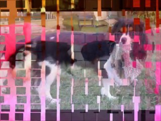 Les p'tits loups d'Emy 2