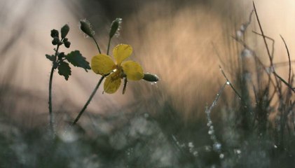 Aslıhan Erkişi - -  Neden bilmem bu iptilâ günden güne hâlim fenâ