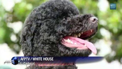 Nueva amiga en la Casa Blanca