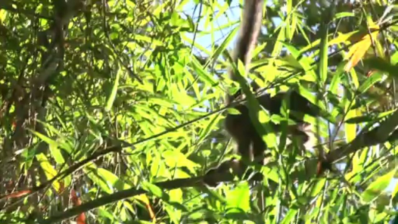 Bedrohte Lemuren: Halbaffen auf Madagaskar vor der Ausrottung