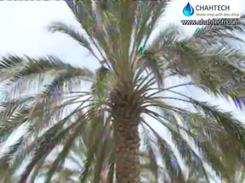 Underground irrigation of Date Palm trees using Buried Diffusers