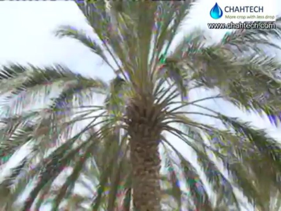 Underground irrigation of Date Palm trees using Buried Diffusers