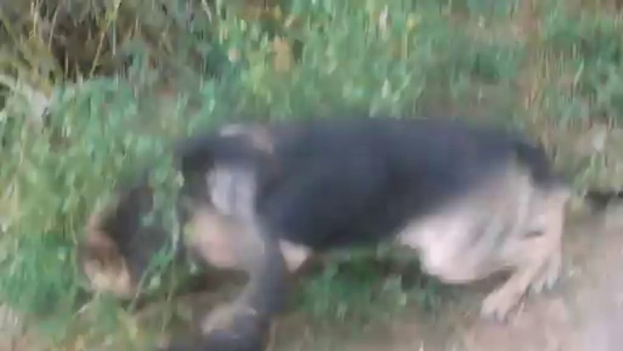 LINDO