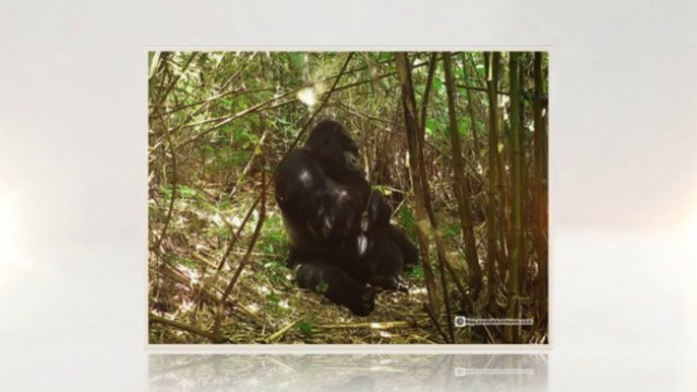 Gorillas: Get a Chance to Live with the Mountain Gorillas (562) 889-4016