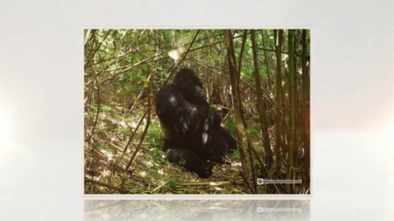 Gorillas: Get a Chance to Live with the Mountain Gorillas (562) 889-4016