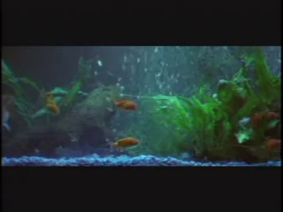Panurge - Amazon Molly