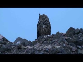 Great Horned or Eagle Owl in Rajasthan