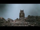 Bubo bubo or the Great Horned Owl in Rajasthan's grasslands