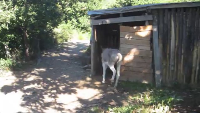 ÂNES ET ÂNONS EN LOZÈRE AOÛT 2013
