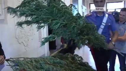 COLTVIA MARIJUANA PER RISTRUTTRARE CASA