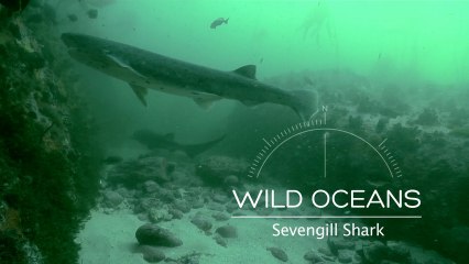 Searching for the 'prehistoric' cow shark